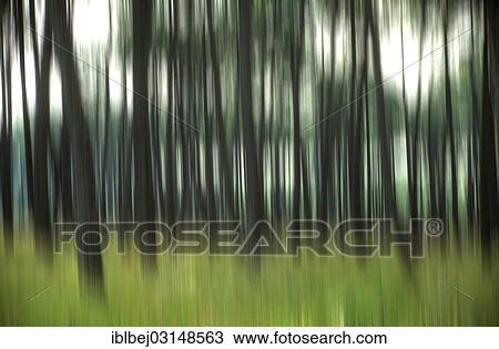 Stock Image - "Pine forest, blurred, landes, Aquitaine, France, Europe". Fotosearch