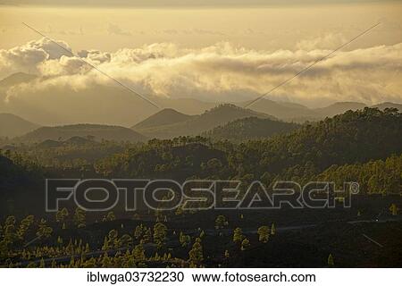 "Pine forest, Canary Island Pine (Pinus canariensis), with trade wind clouds, Mirador de Chio, Teide-National Park, Tenerife, Canary Islands, Spain, Europe" View Large Photo Image Stock Image - "Pine forest, Canary Island Pine (Pinus canariensis), with trade wind clouds, Mirador de Chio, Teide-National Park, Tenerife, Canary Islands, Spain, Europe". Fotosearch