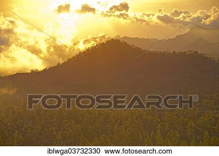 "Pine forest, Canary Island Pine (Pinus canariensis), with trade wind clouds, at sunset, Mirador de Chio, Teide-National Park, Tenerife, Canary Islands, Spain, Europe" View Large Photo Image Stock Image - "Pine forest, Canary Island Pine (Pinus canariensis), with trade wind clouds, at sunset, Mirador de Chio, Teide-National Park, Tenerife, Canary Islands, Spain, Europe". Fotosearch