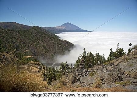 Stock Photo - "Pine forest, Canary Island Pine (Pinus canariensis), trade wind clouds, volcano Pico del Teide, 3718m, Teide National Park, UNESCO World Heritage Site, Tenerife, Canary Islands, Spain, Europe". Fotosearch