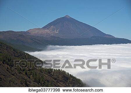 "Pine forest, Canary Island Pine (Pinus canariensis), trade winds, the volcano Pico del Teide, 3718m, at back, Teide National Park, UNESCO World Heritage Site, Tenerife, Canary Islands, Spain, Europe" View Large Photo Image Stock Photo - "Pine forest, Canary Island Pine (Pinus canariensis), trade winds, the volcano Pico del Teide, 3718m, at back, Teide National Park, UNESCO World Heritage Site, Tenerife, Canary Islands, Spain, Europe". Fotosearch