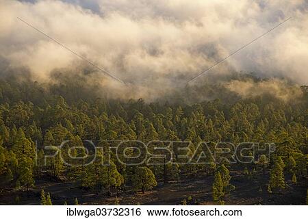 "Pine forest, Canary Island Pine (Pinus canariensis), with trade wind clouds, Mirador de Chio, Teide-National Park, Tenerife, Canary Islands, Spain, Europe" View Large Photo Image Stock Photograph - "Pine forest, Canary Island Pine (Pinus canariensis), with trade wind clouds, Mirador de Chio, Teide-National Park, Tenerife, Canary Islands, Spain, Europe". Fotosearch