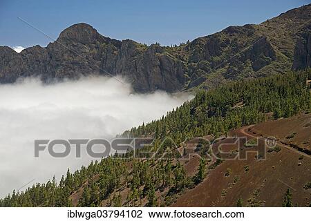 "Pine forest, Canary Island Pines (Pinus canariensis), trade wind clouds, Teide National Park, UNESCO World Heritage Site, Tenerife, Canary Islands, Spain, Europe" View Large Photo Image Stock Image - "Pine forest, Canary Island Pines (Pinus canariensis), trade wind clouds, Teide National Park, UNESCO World Heritage Site, Tenerife, Canary Islands, Spain, Europe". Fotosearch