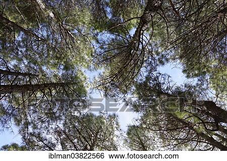 "Pine forest, Canary Island Pines (Pinus canariensis), La Palma, Canary Islands, Spain, Europe" View Large Photo Image Stock Photograph - "Pine forest, Canary Island Pines (Pinus canariensis), La Palma, Canary Islands, Spain, Europe". Fotosearch