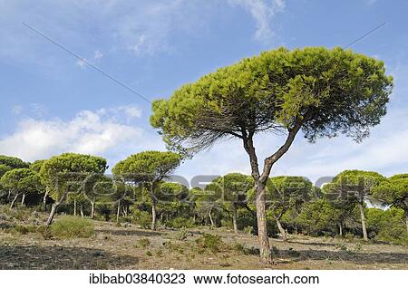 "Pine forest, La Brena y Marismas del Barbate Natural Park, Barbate, Cadiz province, Costa de la Luz, Andalusia, Spain, Europe" View Large Photo Image Stock Image - "Pine forest, La Brena y Marismas del Barbate Natural Park, Barbate, Cadiz province, Costa de la Luz, Andalusia, Spain, Europe". Fotosearch