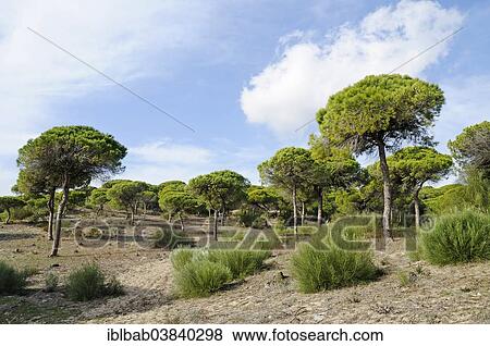 "Pine forest, La Brena y Marismas del Barbate Natural Park, Barbate, Cadiz province, Costa de la Luz, Andalusia, Spain, Europe" View Large Photo Image Stock Photo - "Pine forest, La Brena y Marismas del Barbate Natural Park, Barbate, Cadiz province, Costa de la Luz, Andalusia, Spain, Europe". Fotosearch