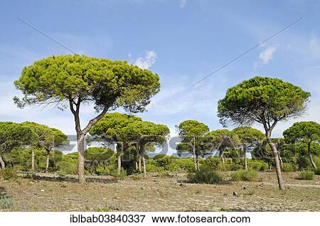 Stock Photo - "Pine forest, La Brena y Marismas del Barbate Natural Park, Barbate, Cadiz province, Costa de la Luz, Andalusia, Spain, Europe". Fotosearch