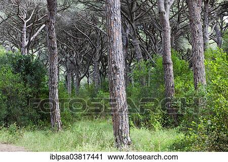 "Pine forest near Castiglione della Pescaia, Province of Grosseto, Tuscany, Italy, Europe" View Large Photo Image Stock Image - "Pine forest near Castiglione della Pescaia, Province of Grosseto, Tuscany, Italy, Europe". Fotosearch