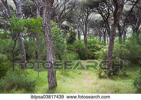 "Pine forest near Castiglione della Pescaia, Province of Grosseto, Tuscany, Italy, Europe" View Large Photo Image Stock Photo - "Pine forest near Castiglione della Pescaia, Province of Grosseto, Tuscany, Italy, Europe". Fotosearch