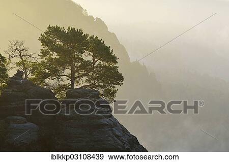 "Pine growing on the rocks of Schrammsteine? Çï? Çïin the morning mist, Saxon Switzerland, Bad Schandau, Saxon Switzerland region, Saxony, Germany, Europe" View Large Photo Image Stock Photo - "Pine growing on the rocks of Schrammsteine? Çï? Çïin the morning mist, Saxon Switzerland, Bad Schandau, Saxon Switzerland region, Saxony, Germany, Europe". Fotosearch