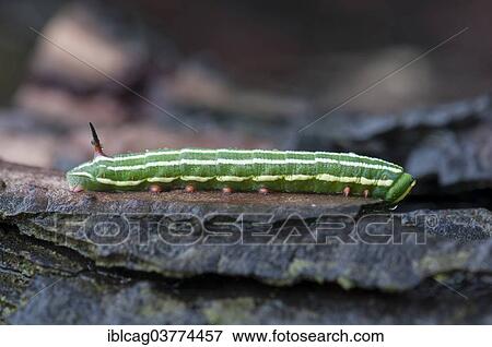 "Pine Hawkmoth (Sphinx pinastri), caterpillar on a tree trunk, Hesse, Germany, Europe" View Large Photo Image Stock Photo - "Pine Hawkmoth (Sphinx pinastri), caterpillar on a tree trunk, Hesse, Germany, Europe". Fotosearch