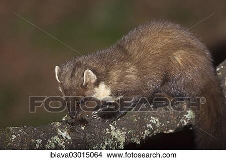 "Pine marten (Martes martes), feeding, Aigas Field Centre, Beauly, Inverness-Shire, United Kingdom, Europe" View Large Photo Image Picture - "Pine marten (Martes martes), feeding, Aigas Field Centre, Beauly, Inverness-Shire, United Kingdom, Europe". Fotosearch