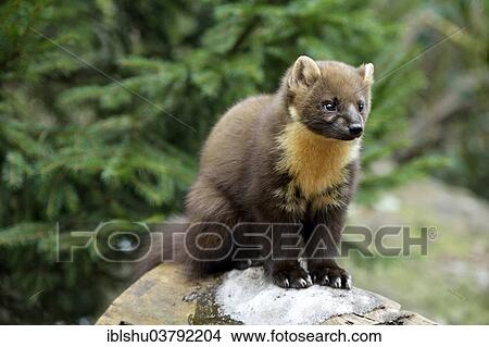 Picture - "Pine Marten (Martes martes), zoo, Arth Goldau, Switzerland, Europe". Fotosearch
