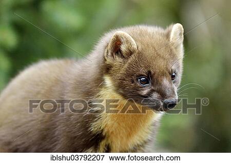 "Pine Marten (Martes martes), zoo, Arth Goldau, Switzerland, Europe" View Large Photo Image Stock Photo - "Pine Marten (Martes martes), zoo, Arth Goldau, Switzerland, Europe". Fotosearch