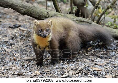 Stock Photo - "Pine Marten (Martes martes), zoo, Arth Goldau, Switzerland, Europe". Fotosearch