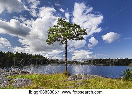 "Pine (Pinus) in front of a lake, Karolinerleden, Kroppefjall, Dalsland, Vastra Gotaland, Sweden, Europe" View Large Photo Image Stock Photo - "Pine (Pinus) in front of a lake, Karolinerleden, Kroppefjall, Dalsland, Vastra Gotaland, Sweden, Europe". Fotosearch