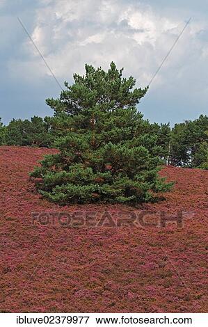 "Pine (Pinus sylvestris) in a heath landscape with flowering Common Heather (Calluna vulgaris), Fischbek Heath Nature Reserve, Harburg district, Hamburg, Germany, Europe" View Large Photo Image Stock Photo - "Pine (Pinus sylvestris) in a heath landscape with flowering Common Heather (Calluna vulgaris), Fischbek Heath Nature Reserve, Harburg district, Hamburg, Germany, Europe". Fotosearch