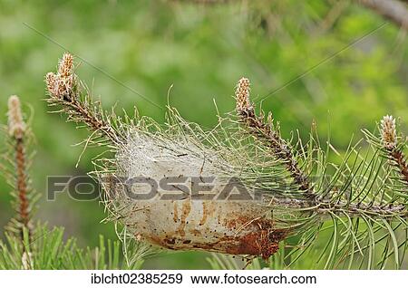 Stock Photo - "Pine Processionary Moth (Thaumetopoea pityocampa), caterpillar web, Provence, Southern France, France, Europe". Fotosearch