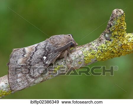 "Pine-tree Lappet (Dendrolimus pini), adult male, roosting on twig, Cannobina Valley, Italian Alps, Italy, Europe" View Large Photo Image Stock Photo - "Pine-tree Lappet (Dendrolimus pini), adult male, roosting on twig, Cannobina Valley, Italian Alps, Italy, Europe". Fotosearch