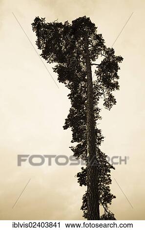 Pine tree (Pinus sp. ) View Large Photo Image Stock Image - Pine tree (Pinus sp. ). Fotosearch