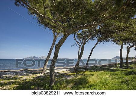"Pine trees and beach near Port de Pollenca, Pollenca, Majorca, Balearic Islands, Spain, Europe" View Large Photo Image Stock Image - "Pine trees and beach near Port de Pollenca, Pollenca, Majorca, Balearic Islands, Spain, Europe". Fotosearch