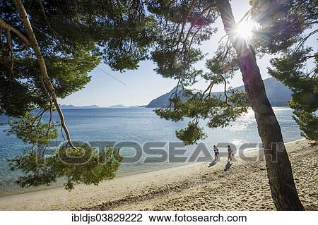 "Pine trees and beach, Platja Formentor, Cap de Formentor, Pollenca, Majorca, Balearic Islands, Spain, Europe" View Large Photo Image Stock Image - "Pine trees and beach, Platja Formentor, Cap de Formentor, Pollenca, Majorca, Balearic Islands, Spain, Europe". Fotosearch