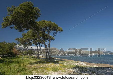 "Pine trees and the sea, Bucht von Pollenca, Port de Pollenca, Majorca, Balearic Islands, Spain, Europe" View Large Photo Image Stock Image - "Pine trees and the sea, Bucht von Pollenca, Port de Pollenca, Majorca, Balearic Islands, Spain, Europe". Fotosearch