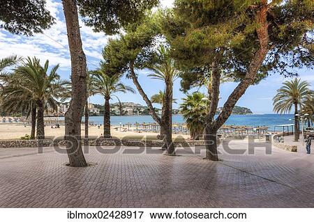 "Pine trees on the beach promenade of Santa Ponsa, Costa de la Calma, Mallorca, Balearic Islands, Spain, Europe" View Large Photo Image Stock Photo - "Pine trees on the beach promenade of Santa Ponsa, Costa de la Calma, Mallorca, Balearic Islands, Spain, Europe". Fotosearch