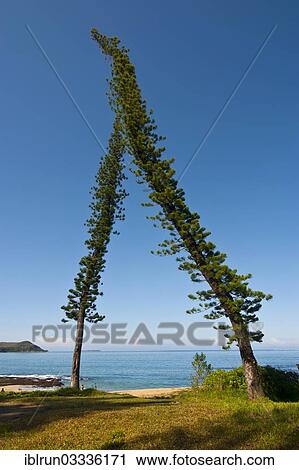"Pine trees (Pinus) shaped by the wind, above Baie des Tortues beach, near Bourail, South Province, New Caledonia, France, Oceania" View Large Photo Image Stock Image - "Pine trees (Pinus) shaped by the wind, above Baie des Tortues beach, near Bourail, South Province, New Caledonia, France, Oceania". Fotosearch