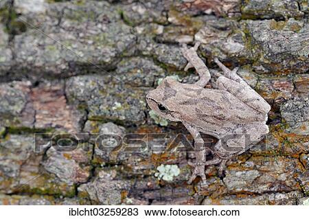 "Pine Woods Tree Frog (Hyla femoralis), Florida, United States, North America" View Large Photo Image Stock Image - "Pine Woods Tree Frog (Hyla femoralis), Florida, United States, North America". Fotosearch