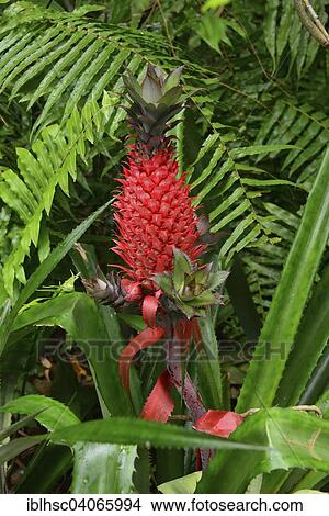 "Pineapple (Ananas comosus), fruit, Reunion, Africa" View Large Photo Image Picture - "Pineapple (Ananas comosus), fruit, Reunion, Africa". Fotosearch