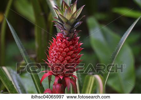 "Pineapple (Ananas comosus), fruit, Reunion, Africa" View Large Photo Image Stock Photo - "Pineapple (Ananas comosus), fruit, Reunion, Africa". Fotosearch