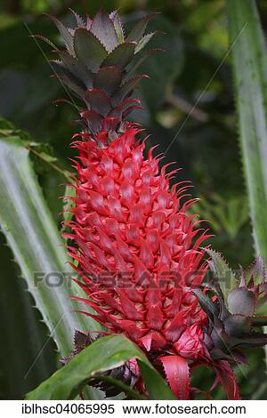 "Pineapple (Ananas comosus), fruit, Reunion, Africa" View Large Photo Image Stock Photography - "Pineapple (Ananas comosus), fruit, Reunion, Africa". Fotosearch