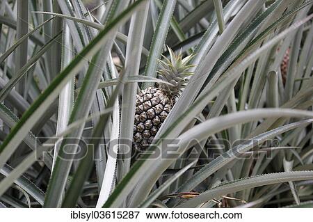 "Pineapple (Ananas comosus) in a greenhouse, botanical gardens of The Eden Project, St Austell, Cornwall, England, United Kingdom, Europe" View Large Photo Image Stock Photo - "Pineapple (Ananas comosus) in a greenhouse, botanical gardens of The Eden Project, St Austell, Cornwall, England, United Kingdom, Europe". Fotosearch