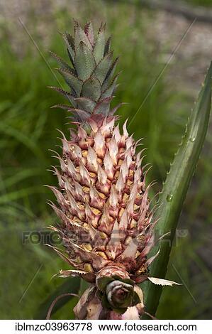 "Pineapple (Ananas comosus Merrill), Botanical Garden, Munster, Munsterland, North Rhine-Westphalia, Germany, Europe" View Large Photo Image Stock Photo - "Pineapple (Ananas comosus Merrill), Botanical Garden, Munster, Munsterland, North Rhine-Westphalia, Germany, Europe". Fotosearch