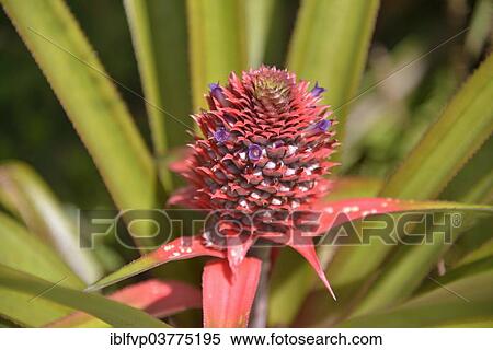 "Pineapple (Ananas comosus), plant with flower, Banana Islands, Sierra Leone, Africa" View Large Photo Image Stock Photography - "Pineapple (Ananas comosus), plant with flower, Banana Islands, Sierra Leone, Africa". Fotosearch