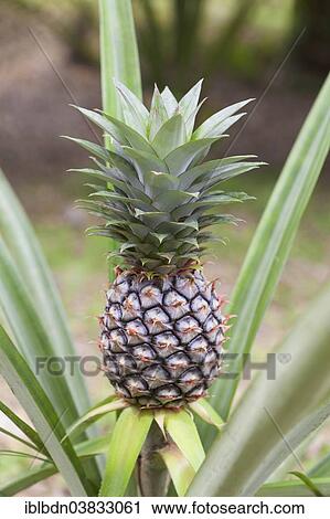 "Pineapple (Ananas comosus), Thailand, Asia" View Large Photo Image Stock Image - "Pineapple (Ananas comosus), Thailand, Asia". Fotosearch