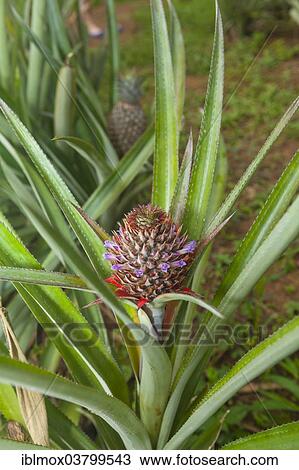 "Pineapple plant (Ananas comosus), flower, Sri Lanka, Asia" View Large Photo Image Stock Image - "Pineapple plant (Ananas comosus), flower, Sri Lanka, Asia". Fotosearch
