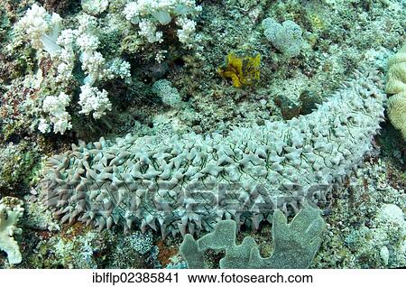 "Pineapple Sea Cucumber (Thelenota ananas), adult, Yillet Island, Raja Ampat Islands, Four Kings, West Papua, New Guinea, Indonesia, Southeast Asia, Asia" View Large Photo Image Stock Image - "Pineapple Sea Cucumber (Thelenota ananas), adult, Yillet Island, Raja Ampat Islands, Four Kings, West Papua, New Guinea, Indonesia, Southeast Asia, Asia". Fotosearch
