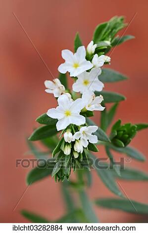 "Pineland Heliotrope (Heliotropium polyphyllum), flowers, Sanibel Island, Florida, United States, North America" View Large Photo Image Picture - "Pineland Heliotrope (Heliotropium polyphyllum), flowers, Sanibel Island, Florida, United States, North America". Fotosearch