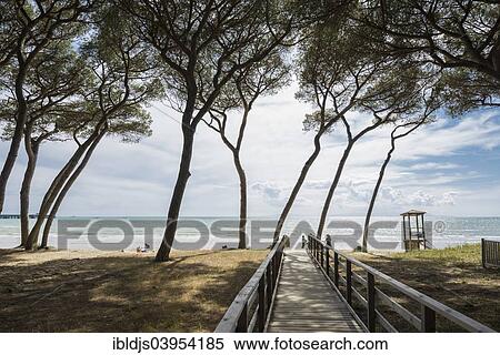 "Pines (Pinus pinea) and boardwalk at the beach, Follonica, Livorno Province, Tuscany, Italy, Europe" View Large Photo Image Stock Photography - "Pines (Pinus pinea) and boardwalk at the beach, Follonica, Livorno Province, Tuscany, Italy, Europe". Fotosearch