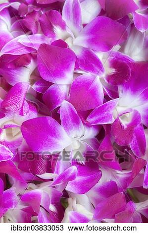 "Pink and white orchid flowers (Dendrobium), Thailand, Asia" View Large Photo Image Stock Image - "Pink and white orchid flowers (Dendrobium), Thailand, Asia". Fotosearch
