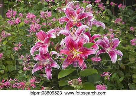 "Pink and white 'Stargazer' Lilies (Lilium 'Stargazer'), Quebec, Canada, North America" View Large Photo Image Stock Image - "Pink and white 'Stargazer' Lilies (Lilium 'Stargazer'), Quebec, Canada, North America". Fotosearch