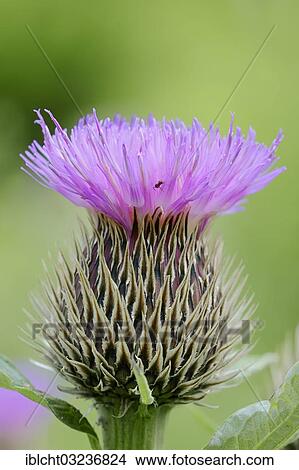 "Pink Bachelor's Button (Centaurea pulcherrima), flower, North Rhine-Westphalia, Germany, Europe" View Large Photo Image Picture - "Pink Bachelor's Button (Centaurea pulcherrima), flower, North Rhine-Westphalia, Germany, Europe". Fotosearch