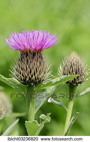 "Pink Bachelor's Button (Centaurea pulcherrima), North Rhine-Westphalia, Germany, Europe" View Large Photo Image Stock Image - "Pink Bachelor's Button (Centaurea pulcherrima), North Rhine-Westphalia, Germany, Europe". Fotosearch