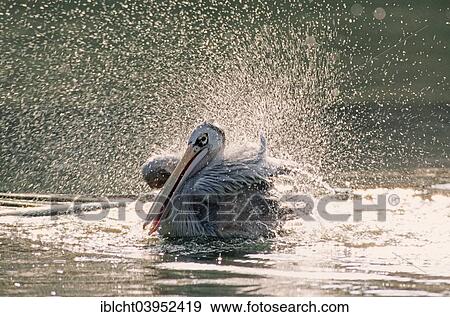 Stock Photo - "Pink-backed pelican (Pelecanus rufescens) bathing, deposits in Africa, captive, Germany, Europe". Fotosearch
