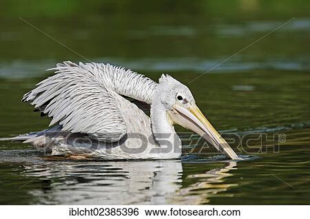 "Pink-backed Pelican (Pelecanus rufescens), native to Africa, in captivity, Germany, Europe" View Large Photo Image Stock Photograph - "Pink-backed Pelican (Pelecanus rufescens), native to Africa, in captivity, Germany, Europe". Fotosearch