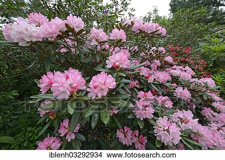 "Pink blooming Rhododendron (Rhododendron), Luttum, Kirchlinteln, Lower Saxony, Germany, Europe" View Large Photo Image Picture - "Pink blooming Rhododendron (Rhododendron), Luttum, Kirchlinteln, Lower Saxony, Germany, Europe". Fotosearch