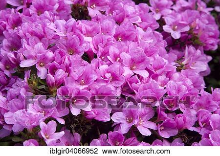 Stock Image - "Pink blooming Rhododendron (Rhododendron sp. ), Saxony, Germany, Europe". Fotosearch