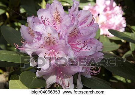 "Pink blooming Rhododendron (Rhododendron sp. ), Saxony, Germany, Europe" View Large Photo Image Stock Image - "Pink blooming Rhododendron (Rhododendron sp. ), Saxony, Germany, Europe". Fotosearch